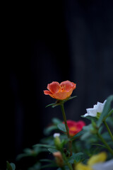 Fototapeta premium Portulaca oleracea orange in the garden