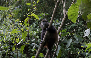 A Young Golden Monkey (Cercopithecus kandti) in a tree - Rwanda	