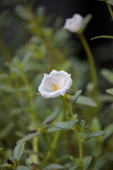 Obraz premium White portulaca oleracea in the garden