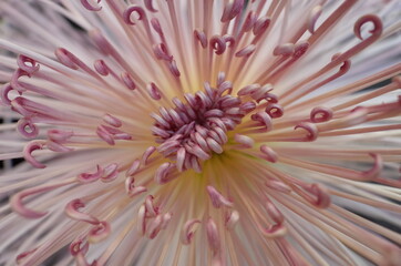 Obraz premium Soft Light Pink Flower Center of Chrysanthemum 'Kudamono' in Full Bloom 