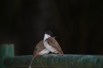 blackbird