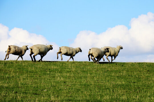 Sheep running on a green grass hill