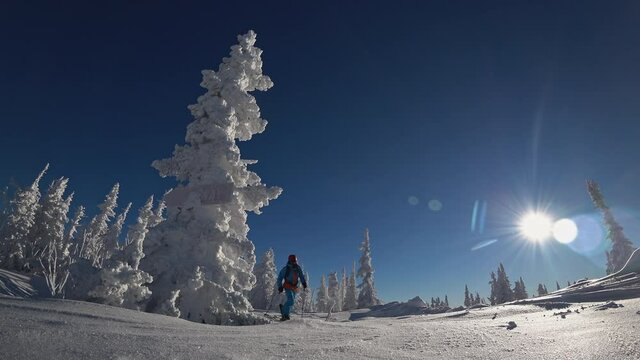 skitur among snow-covered Christmas trees against the bright sun. Ski touring and splitboarding concept. Winter sport hike and travel. 4k RAW video footage