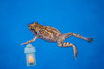 cute frog looking on a blue background with a lantern in his hands, abstraction loneliness, relationship ...