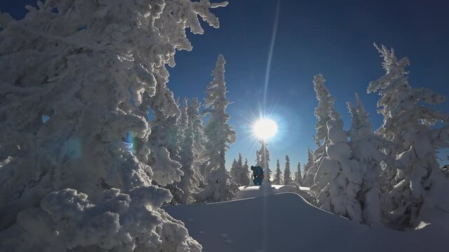 skitur among snow-covered Christmas trees against the bright sun. Ski touring and splitboarding concept. Winter sport hike and travel. 4k RAW video footage