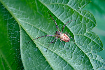 Herbstspinne ( Metellina segmentata ).