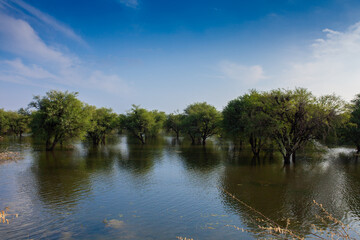 Trees in lake