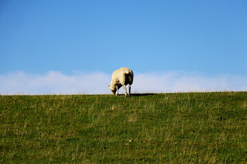Fototapeta premium Adult Sheep grazing in green pastures - rear view
