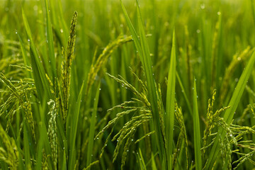 Fototapeta na wymiar close up of beautiful green color rice plants of India