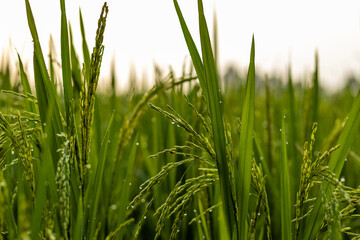 close up of beautiful green color rice plants of India