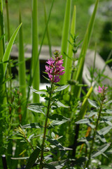 reddish purple flowering spiked loosestrife plant grows in shallow water