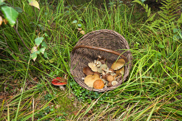 Wiklinowy koszyk z grzybami w lesie. © AP-STUDIO