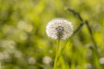 A white fluffy dandelion head with seeds is on a beautiful blurred green background