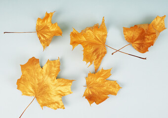 Golden maple leaves on a solid background for greeting cards and design, insert text, trend and autumn concept