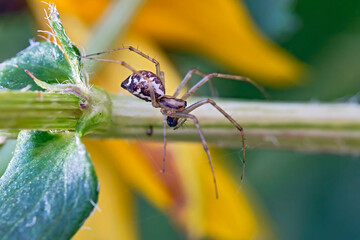 Herbstspinne ( Metellina segmentata ).