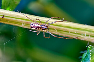 Herbstspinne ( Metellina segmentata ).
