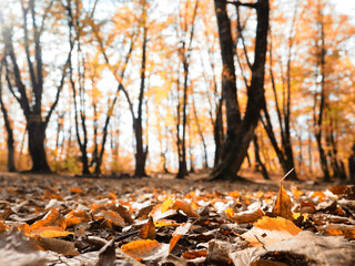 blurred natural background with selective focus and tinted, Forest floor of red, orange and yellow leaves