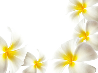 White plumeria flowers in the middle of yellow flowers on white

