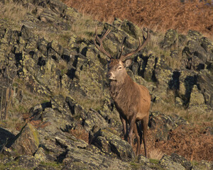 Red Deer stag in the rocks in morning sunlight.