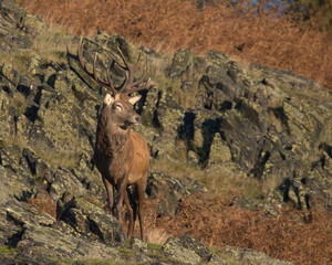 Red Deer stag in the rocks in morning sunlight.