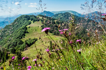 Flowers in meadow, Big Fatra mountains, Slovakia