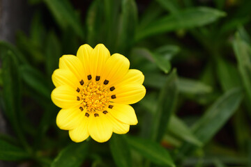 庭先に咲いたガザニア