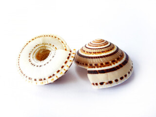Sea shell isolated on a white background