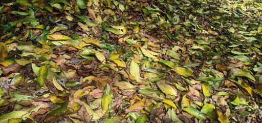 Fallen yellow tree leaves during September. Autumn falls
