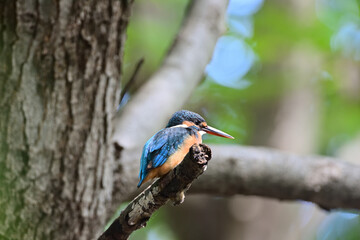 kingfisher on a branch	 - 381071183