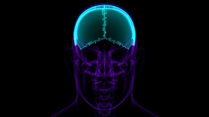 Human Skeleton Skull Parietal Bone Anatomy For Medical Concept
