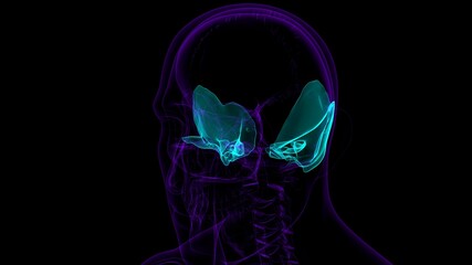 Human Skeleton Skull Temporal Bone Anatomy For Medical Concept © mybox