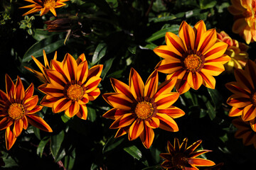 Colorful gazania flowers or african daisy in a garden.