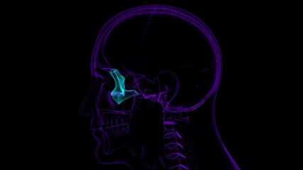 Human Skeleton Skull Zygomatic Bone Anatomy For Medical Concept