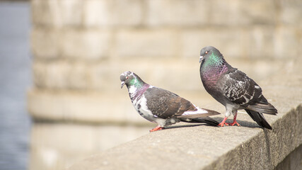 Romance of two urban pigeons.