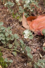 Axillary inflorescences of white blooming from Alkali Mallow, Malvella Leprosa, Malvaceae, native hermaphroditic herbaceous perennial, Ballona Freshwater Marsh, Southern California Coast, Summer.