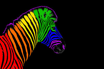 Fototapeta na wymiar Zebra head LGBTQ community rainbow flag color striped pattern black background isolated closeup, LGBT pride symbol, lesbian, gay etc love sign, logo, greeting card, wallpaper, banner design copy space
