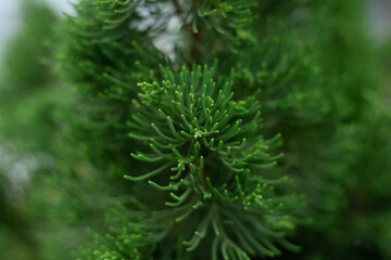 Christmas trees green branches close-up. needles, spruce, nature.