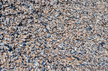 Crushed shells of black mussel Choromytilus meridionalis closeup as background