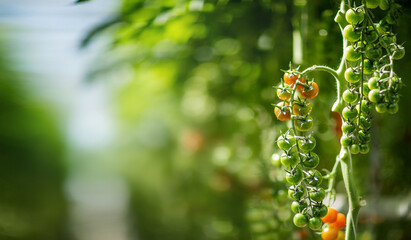 
cherry tomatoes on a branch