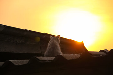 Cat sitting on roof house with sunrise in the morning on beautiful sky background