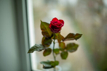 
rose on the window in a vase