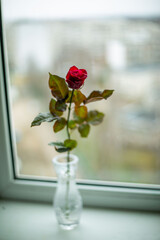 
rose on the window in a vase