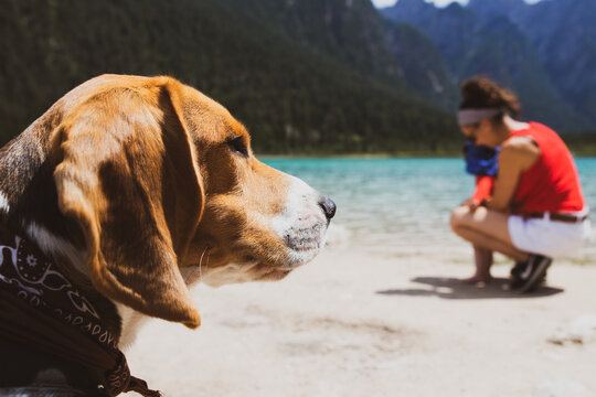 Beagle, perro en la montaña.