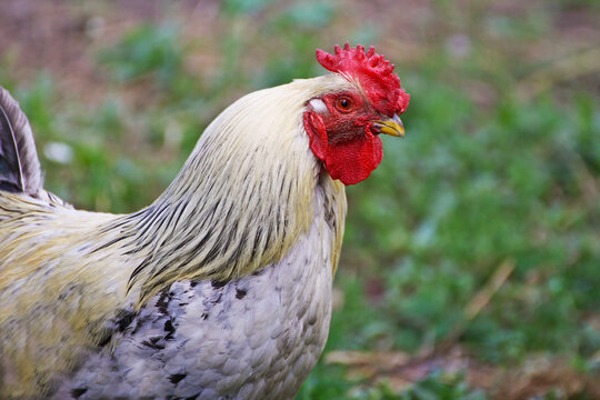 Portrait of a rooster close-up.