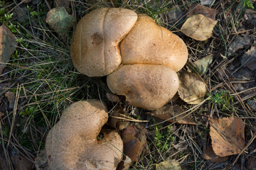 Suillus bovinus, bovine bolete, mushrooms closeup