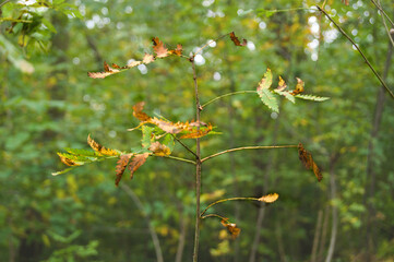 Leaves on a young tree.