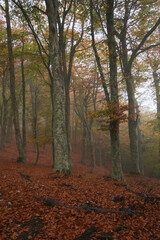 Famous forest of canfaito with colored leaves in autumn season