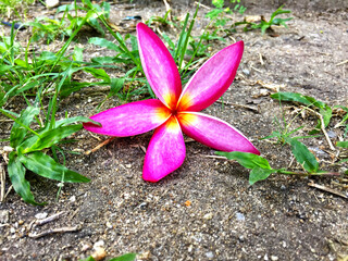 Pink Plumeria on ground