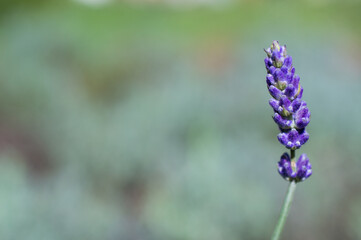 Lavender