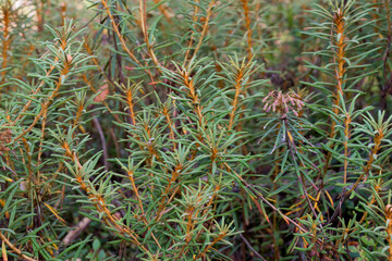 Rhododendron tomentosum (syn. Ledum palustre), commonly known as marsh Labrador tea